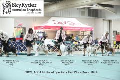 Kenny with his dam and siblings winning Brood Bitch at the 2021 ASCA National