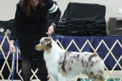 Kenny in Best of Breed at the 2021 ASCA National Specialty, aged 21 months