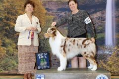 Best of Breed at Silver Falls KC, March 2023