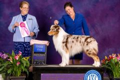 Owner Handled Herding Group 1st Place, Klamath Dog Fanciers, May 2023