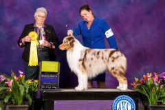 Herding Group 3rd Place, Klamath Dog Fanciers, May 2023