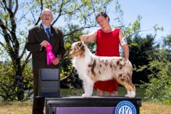 Owner Handled Herding Group 1st Place, Coos KC, July 2023