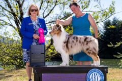 Owner Handled Herding Group 1st Place, Coos KC, July 2023