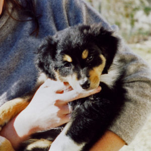 Aster at around 8 weeks of age. December 1998