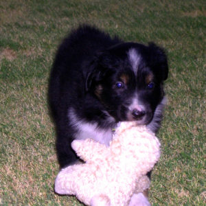 Lola with her lambie at 4 weeks of age