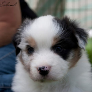 Rowdei at 3 weeks of age. Photo by Heidi Erland