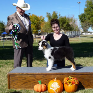 Rowdei winning Best of Breed Puppy at the Southern Nevada ASC show, 2010. This was the day I picked him up!