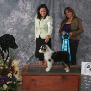 Rowdei winning Best Opposite Sex Puppy at the All Around ASC Nationals Preshow in Texas, 2010