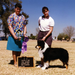 Symon finishing his ASCA Championship going Winners Dog at ASCAZ, under Judge Pam Sehmer, March 8, 1997. Photo Credit Kristin Rush