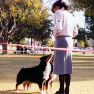 Phoebe and her aunt Scooter (BISS CH. Chrisdava's T-N-T of Shadowrun, CD, STDdsc, DNA-CP) in Brace at the ASCAZ Silver Specialty, November 1993. Handled by Kristin Rush