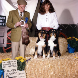 Phoebe and her aunt Scooter (BISS CH. Chrisdava's T-N-T of Shadowrun, CD, STDdsc, DNA-CP) taking 2nd Place in Brace under Judge Bruce Voran at the ASCA National Specialty, November 1994. Handled by Kristin Rush
