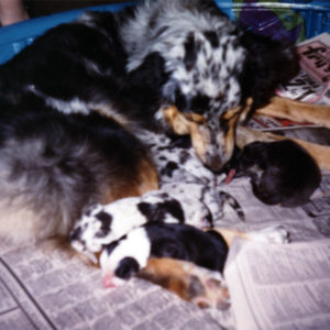 Harley with her newborn litter, May 22, 1989
