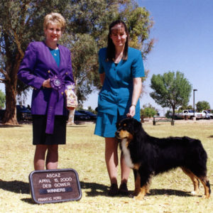 Bowen winning Winners Dog under ASCA Senior Breeder Judge Debra Gower, at ASCAZ, April 15, 2000. Photo by Kristin Rush