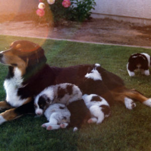 Phoebe with her litter at about 4 weeks of age