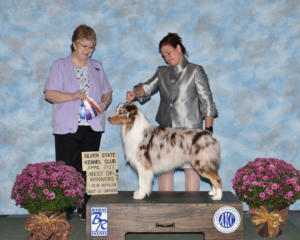 2 Apr 2022 – Winners Dog, Best of Winners and Best Opposite Sex for a 3 point major under Judge Wyoma Clouss at Silver State KC, Henderson, NV