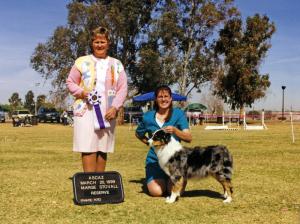 Zoe winning Reserve Winners Bitch under ASCA Sr. Breeder Judge Marge Stovall at ASCAZ, March 20, 1999.       