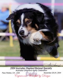 Cody doing agility at the 2004 ASCA National Specialty in Paso Robles, CA.            