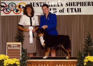 Clover winning 4th Place in Bred by Exhibitor Bitch at the ASC of Utah nationals preshow under ASCA Senior Breeder Judge Kristin Rush, September 2001                        