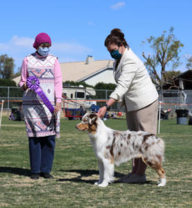 28 Feb 2021 – Winners Dog for a 5 pt major under ASCA Senior Breeder Judge Teena Meadors at ASCAZ, Waddell, AZ