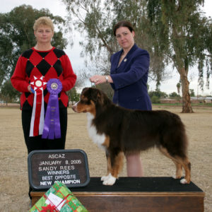 Flyer going Winners Dog and Best Opposite Sex to finish his ASCA championship at ASCAZ under ASCA Breeder Judge Sandy Rees 01.08.05