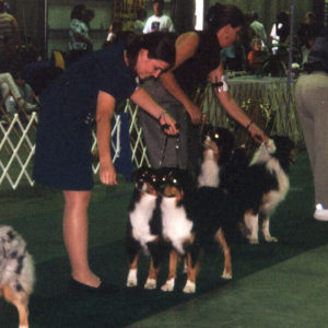 Phoebe and Clover competing in the Brace class at the ASCA National Specialty in Colorado, September 2001.