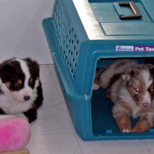 Bella and Jammie at 4 weeks of age