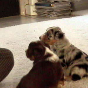 Flyer and Star at 4 weeks old