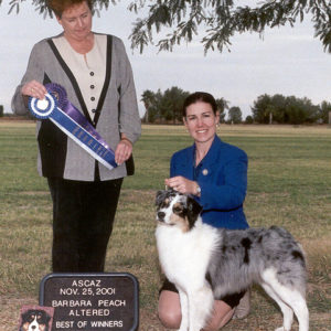 Echo winning Altered Winners Bitch, Altered Best of Winners under Judge Barbara Peach at the ASCAZ Silver Specialty Cool-Down Show, 11.25.2001