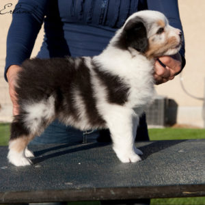 Rowdei at 4 weeks of age. Photo by Heidi Erland