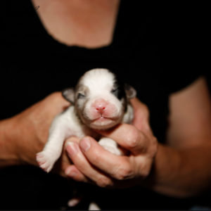 Rowdei as a newborn. Photo by Heidi Erland