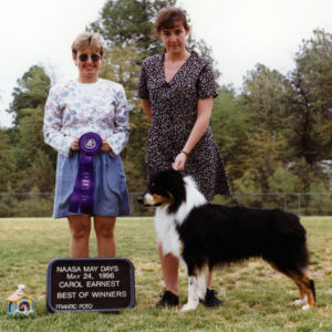 Symon winning Winners Dog and Best of Winners at NAASA May Days under ASCA Senior Breeder Judge Carol Earnest, May 24, 1996. Photo Credit Kristin Rush