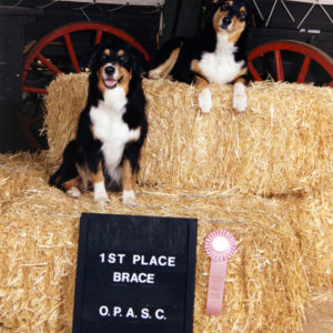 Phoebe and her aunt Scooter (BISS CH. Chrisdava's T-N-T of Shadowrun, CD, STDdsc, DNA-CP) Winning Brace at the OPASC National Specialty Pre-Show, November 1994. Handled by Kristin Rush