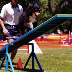 Phoebe doing the Teeter at Mile High Agility in Prescott AZ, May 13, 2000