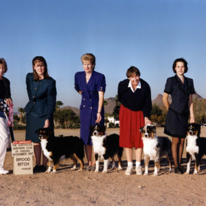 Phoebe winning the Brood Bitch class under Judge Judy Wilson at the ASCAZ Silver Specialty in Phoenix, AZ, November1997. Shown with her progeny, Tuff, Zoe and Cody.