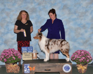 3 Apr 2022 – Best of Breed, Owner-Handled Best of Breed under Judge Janice L. McClary at Silver State KC, Henderson, NV