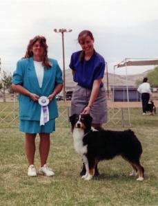 Cody going Reserve Winners Dog to a 4 pt. major at Zia ASC under ASCA Senior Breeder Judge Becky DeLeon, April 30, 2000.          