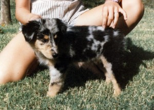 Harley as a puppy in 1987  