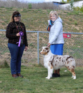 13 Mar 2021 - Winners Dog for a 3 pt major under ASCA Senior Breeder Judge Tina Burks at ASC of SDC, El Cajon, CA