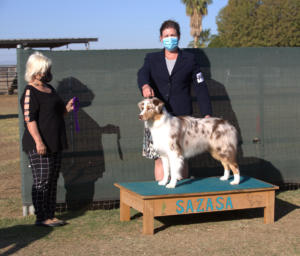 14 Nov 2020 - Winners Dog for a 5pt major under ASCA Senior Breeder Judge Lori Acierto at SAZASA, Litchfield Park, AZ