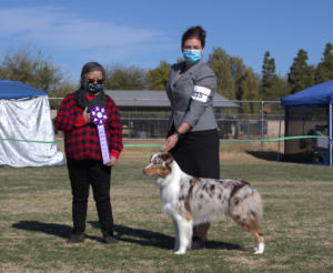 10 Jan 2021 – Reserve Winners Dog under ASCA Senior Breeder Judge Lynn Hamon at ASCAZ, Waddell, AZ