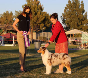 27 Feb 2021 – Reserve Winners Dog under ASCA Senior Breeder Judge Brandy Greenhagen at ASCAZ, Waddell, AZ
