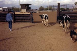 Meeka winning High Score Junior Working with a qualifying score of 73 in Started Cattle under Judge Oby Blanchard at the ASCAZ Silver Specialty, Phoenix, AZ Nov 1989