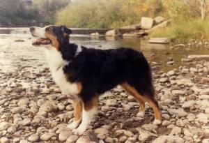 Meeka at the 1990 ASCA National in Loveland, CO, Sep 1990